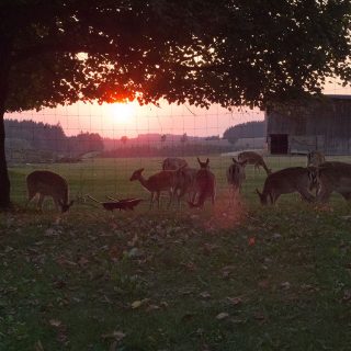 Wildgehege im Sonnenuntergang