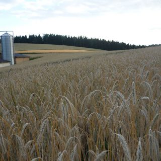 Blick auf ein Getreidefeld