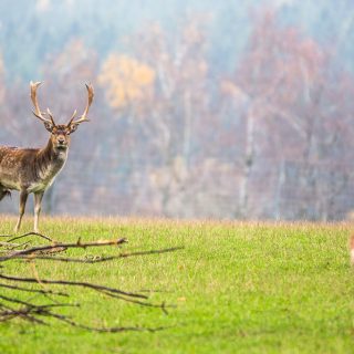 Dammwild im Wildgehege