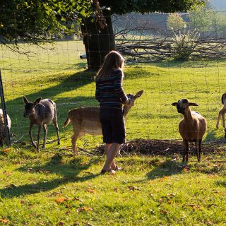 Kind beim Füttern am Wildgehege