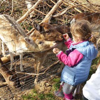 Kinder beim Füttern von Wild