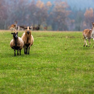 Schafe im Wildgehege