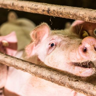 Schweine auf unserem Hof