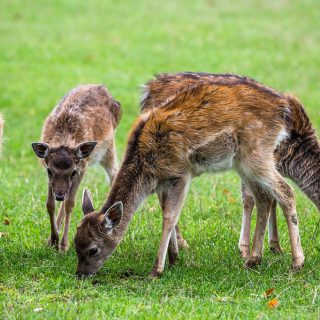 Nachwuchs beim Wild