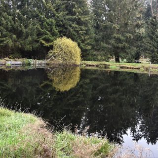 Unser Angelteich im Waldgebiet