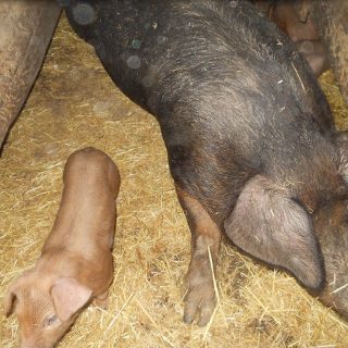 Duroc Mutterschwein mit Ferkel